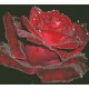 Схема для вишивання хрестиком Творча студія Nuance Оксамитова троянда С-015НВ