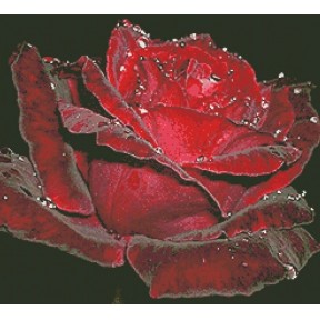 Схема для вишивання хрестиком Творча студія Nuance Оксамитова троянда С-015НВ
