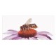 Набір для вишивання хрестиком Bee on Echinacea Linen Thea Gouverneur 549