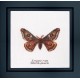 Набір для вишивання хрестиком Emperor moth Linen Thea Gouverneur 562