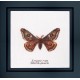 Набір для вишивання хрестиком Emperor moth Linen Thea