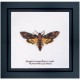Набір для вишивання хрестиком Death's-head Hawk moth Linen Thea Gouverneur 563
