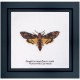 Набор для вышивки крестом Death's-head Hawk moth Linen Thea Gouverneur 563