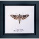 Набір для вишивання хрестиком Sphinx moth Linen Thea Gouverneur 564