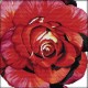 Цвіт троянди Набір для вишивання хрестиком з друкованою  схемою на тканині Joy Sunday H383JS