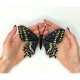 Papilio polyxenes. Бабочка Набор для вышивания крестом ArtInspirate BUT-03