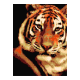 Тигр Набор для бисероплетения ArtSolo NMK005