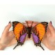 Marpesia Marcella. Метелик Набір для вишивання хрестиком ArtInspirate BUT-27
