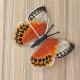 Stichophthalma louisa. Метелик Набір для вишивання хрестиком ArtInspirate BUT-52