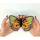 Euphaedra Edwardsi. Метелик Набір для вишивання хрестиком ArtInspirate BUT-63