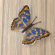 Apatura metis. Метелик Набір для вишивання хрестиком ArtInspirate BUT-80