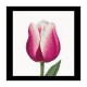 Red/White Triumph tulip Linen Набор для вышивки крестом Thea Gouverneur gouverneur_517