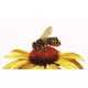 Bee on Yellow Echinacea Linen Набір для вишивання хрестиком Thea Gouverneur gouverneur_585