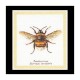 Bumble Bee Linen Набор для вышивки крестом Thea Gouverneur gouverneur_3018