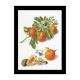 Oranges & Mandarins Linen Набор для вышивки крестом Thea Gouverneur gouverneur_3061
