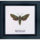 Spurge Hawk moth Aida Набор для вышивки крестом Thea Gouverneur gouverneur_565A