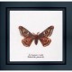 Emperor moth Aida Набор для вышивки крестом Thea Gouverneur gouverneur_562A