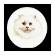 White Persian Cat Aida Набор для вышивки крестом Thea Gouverneur gouverneur_1045A