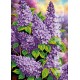 Сирень Схема для вышивания бисером Biser-Art A541ба