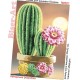 Кактус Схема для вишивання бісером Biser-Art 501ба