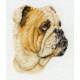 Набір для вишивання Anchor PCE223 Bulldog / Бульдог фото