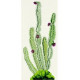 Набор для вышивания крестом DMC BK002 Cactus фото