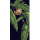 Набір для вишивання Dimensions 35251 Tree Frog Among Leaves фото