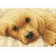 Набір для вишивки хрестиком Dimensions 65038 Golden Puppy фото