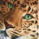 Набір для вишивання Lanarte PN-0154944 Leopard Леопард фото