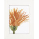 Набір для вишивання Lanarte L35052Close-Up Orange Flower фото