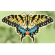 Yellow Swallowtail / Жовтий метелик Mill Hill Набір для