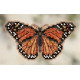 Monarch Butterfly / Монарх Mill Hill Набор для вышивания крестом MH182105
