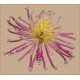 Сонячна квітка Набір для бісероплетіння Чарівна Міть БП-136