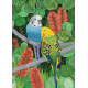 Волнистые попугайчики Рисунок на ткани Марічка РКП-2-013 фото