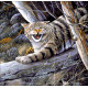 Лесной кот Набор для вышивания бисером ТМ АЛЕКСАНДРА ТОКАРЕВА 40-2915-НЛ