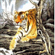 Тигр в горах Набір для вишивання бісером ТМ ОЛЕКСАНДРА ТОКАРЕВА