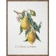 Лимони Набір для вишивання хрестиком Eva Rosenstand 12-850 фото