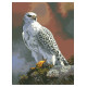 Белый орел Канва с нанесенным рисунком для вышивки крестом Світ можливостей 30.519СМД