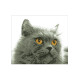 Сірий кіт Канва з нанесеним малюнком для вишивання хрестиком Світ можливостей 790СМД