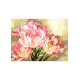 Рожеві тюльпани Канва з нанесеним малюнком для вишивання