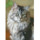 Кішка Канва з нанесеним малюнком для вишивання хрестиком Світ можливостей 8166СМД