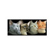 Коти Канва з нанесеним малюнком для вишивання хрестиком Світ можливостей 967СМД