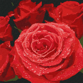 Красные розы Картина по номерам Идейка Холст на подрамнике 40х40 см KHO3089