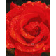 Роза в діамантах Набір для розпису за номерами Ідейка KHO3207