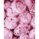 Розовая нежность Набор для росписи по номерам Идейка KHO2998