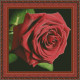 Красная роза Электронная схема для вышивания крестиком ТМ Инна Холодная КВ-0041ИХ