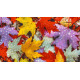 Осенние листья Набор для вышивки бисером по чистой основе НП-004НВ