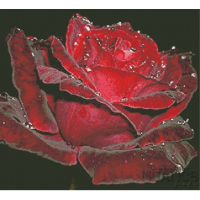 Бархатная роза Набор для вышивки бисером по чистой основе НК-001НВ