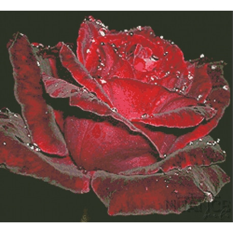 Бархатная роза Набор для вышивки бисером по чистой основе НК-001НВ