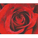 Троянда в росі Набір для вишивки бісером по чистій основі НК-003НВ